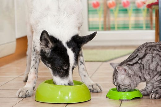 Dog and cat are fed side by side in the kitchen