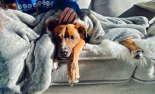 Dog and Owner Snuggling on Sofa with Blanket Shepherd Puppy Snuggles with Human on Couch Looking Sleepy