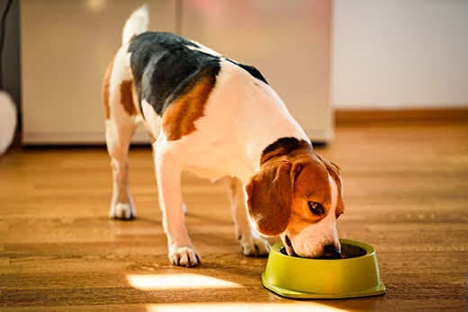 Dog beagle eating canned food from bowl in bright interior. Dog food concept. Dog beagle eating canned food from bowl in bright interior. Dog food concept.