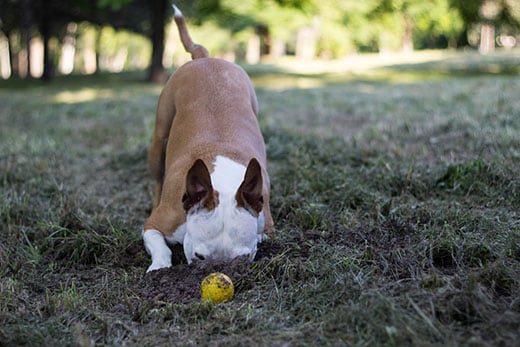 Dog dig a hole in the public park. Playing, bored, curiosity dog Dog dig a hole in the public park. Playing, bored, curiosity dog