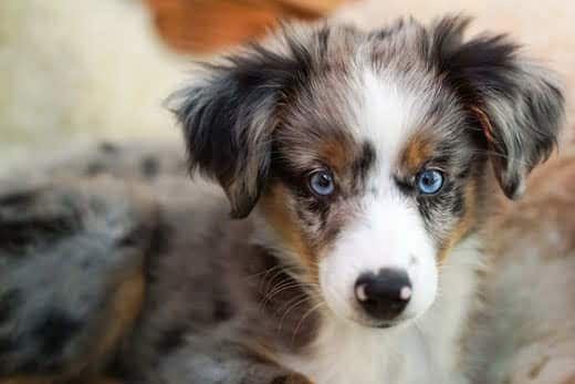 Dog, Miniature Australian Shepherd, Puppy
