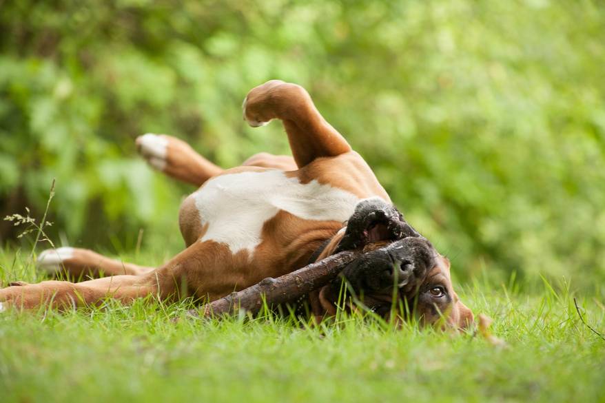 Boxer dog rolling in the grass with a stick in mouth