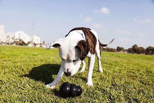 dog-sniffs-rubber-chew-toy-outdoors-SW Dog sniffing at a rubber chew toy outside in a park.