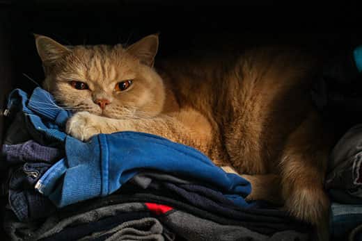 Large orange cat hides on pile of clothes in a dark closet.