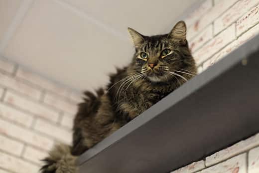 Fluffy cat lays on top of a gray shelf with brick wall in background.