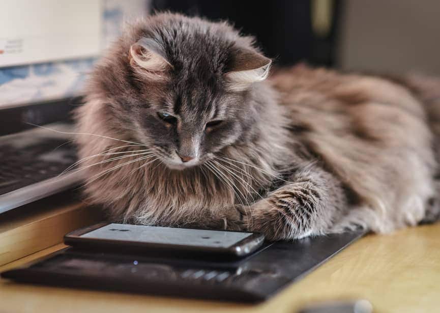 Curious fluffy cat investigating a smart phone