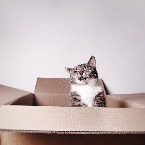 funny laughing cat in a cardboard box or carton with copy space