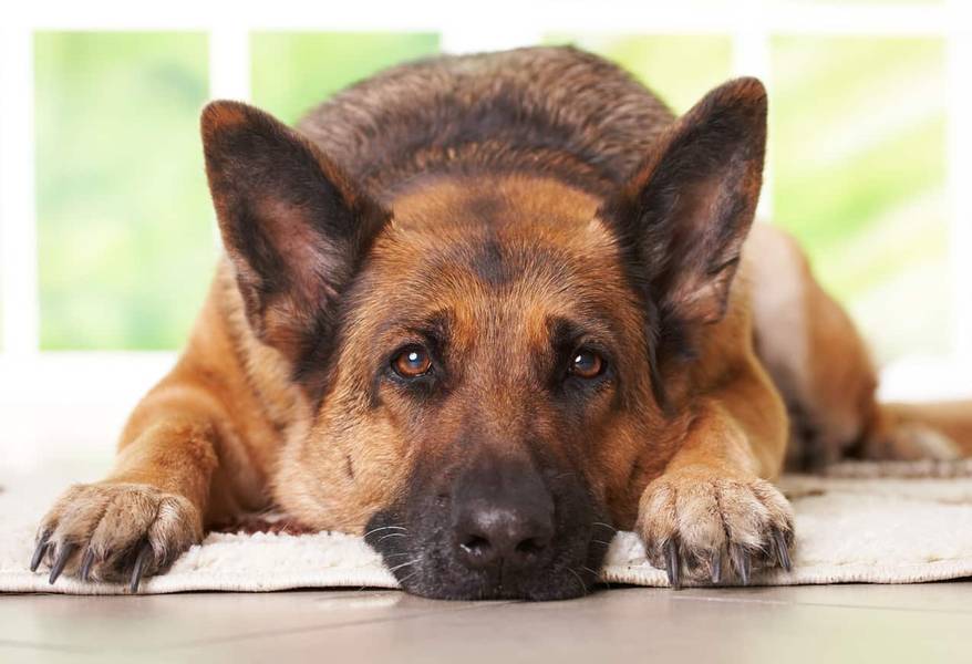 german-shepherd-laying-on-ground-SW German shepherd laying on the carpet in home