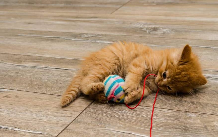 ginger-kitten-playing-with-stuffed-mouse-toy-SW Ginger kitty with blue eyes has paws wrapped around a cat toy.