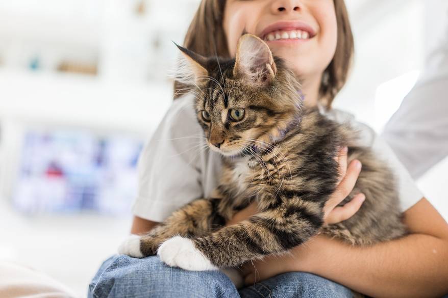 girl-holding-striped-cat Happy girl at home playing with striped cat
