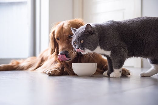 Golden Retriever and British shorthair cats are eating