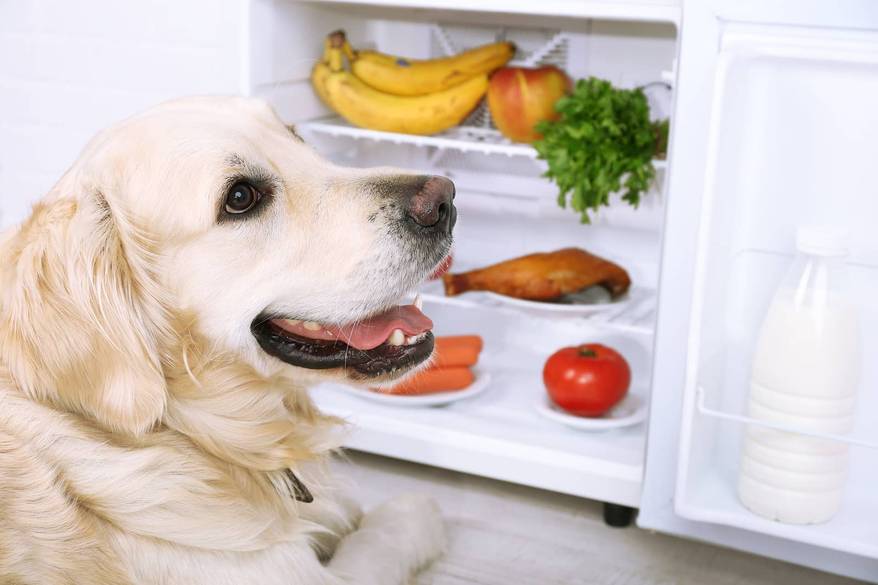 golden-retriever-by-open-fridge Golden retriever sitting near open fridge with fruits and vegetables in it