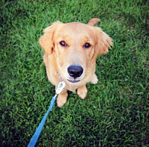 golden-retriever-pup-looking-up Golden retriever adolescent pup on blue leash looks up.