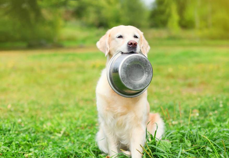 Golden Retriever dog holding metal dog food bowl in mouth outside in green park.