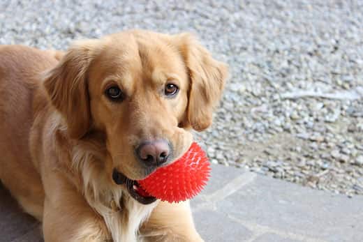golden-retriever-with-red-ball-SW Golden retriever holding a red ball in its mouth