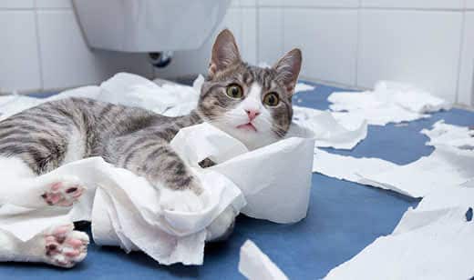 Gray and white striped cat looks as if they were caught in the act as they play with toilet paper on bathroom floor.
