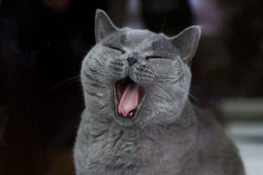 Gray British shorthair cat yawning.