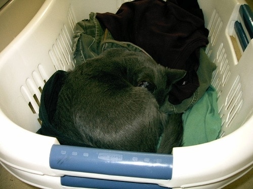gray-cat-curled-up-in-laundry-basket Gray cat curled up in a white laundry basket.