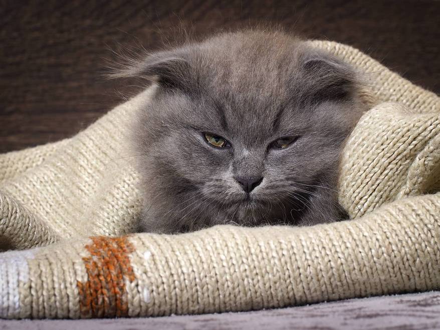Gray cat wrapped in a beige sweater.