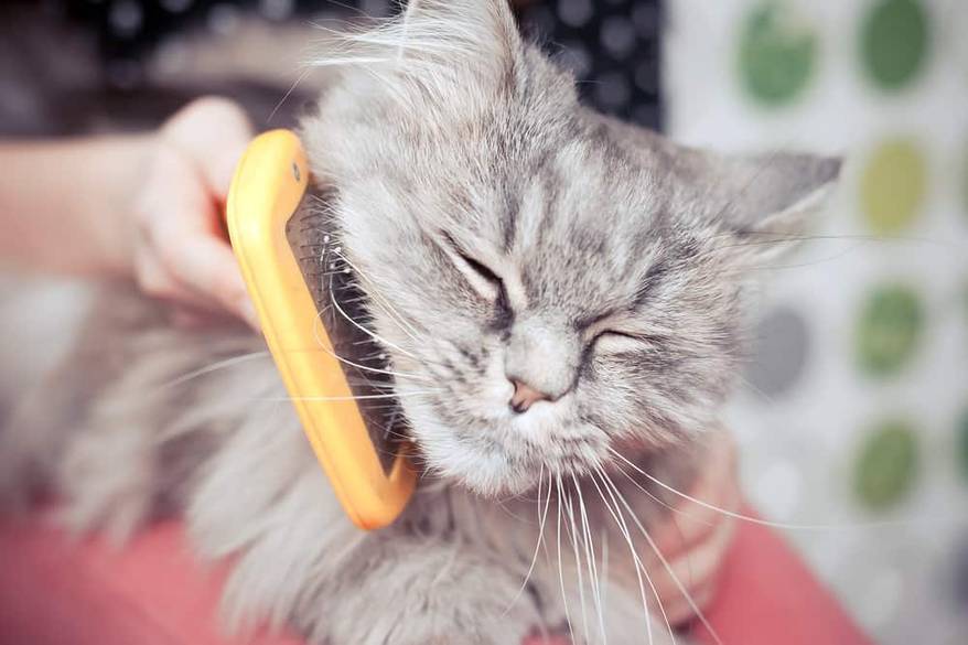 Long hair cat gets brushed.