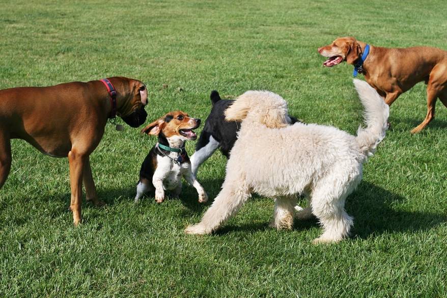 group-of-dogs-playing group-of-dogs-playing