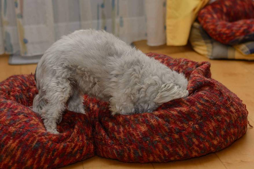 havanese-buries-head-into-dog-bed-SW White Havanese buries head into red dog bed.