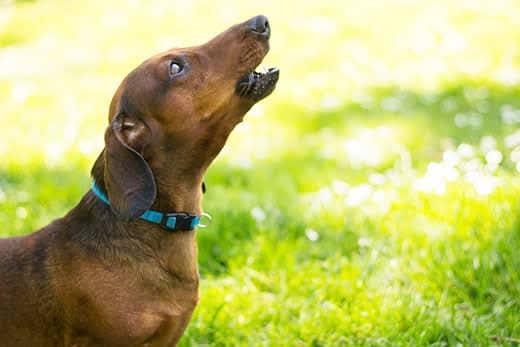 Howling Dachshund dog Howling Dachshund dog