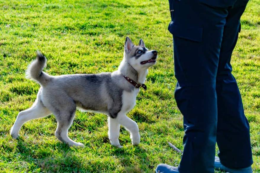 husky-puppy-looking-up-at-owner-SW Puppy husky looks up at owner while circling in the grass.