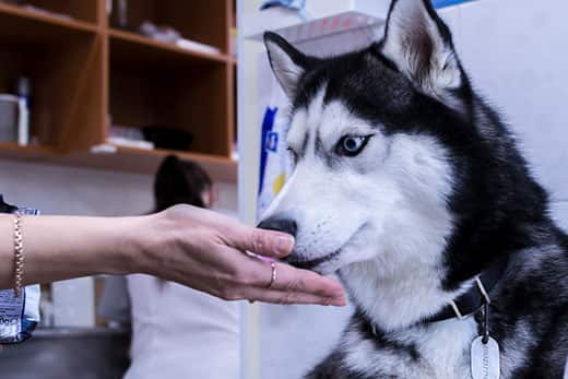 husky-sniffs-human-palm-in-medical-clinic-SW Siberian Husky sniffs human hand in medical office.