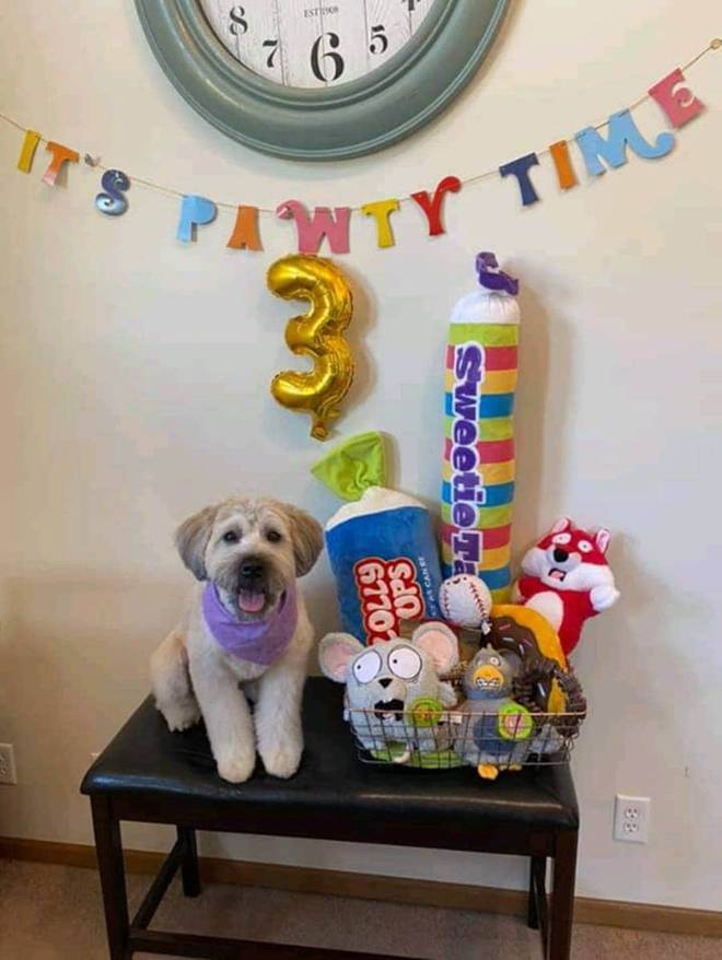 Dog with gifs Dog with gifs