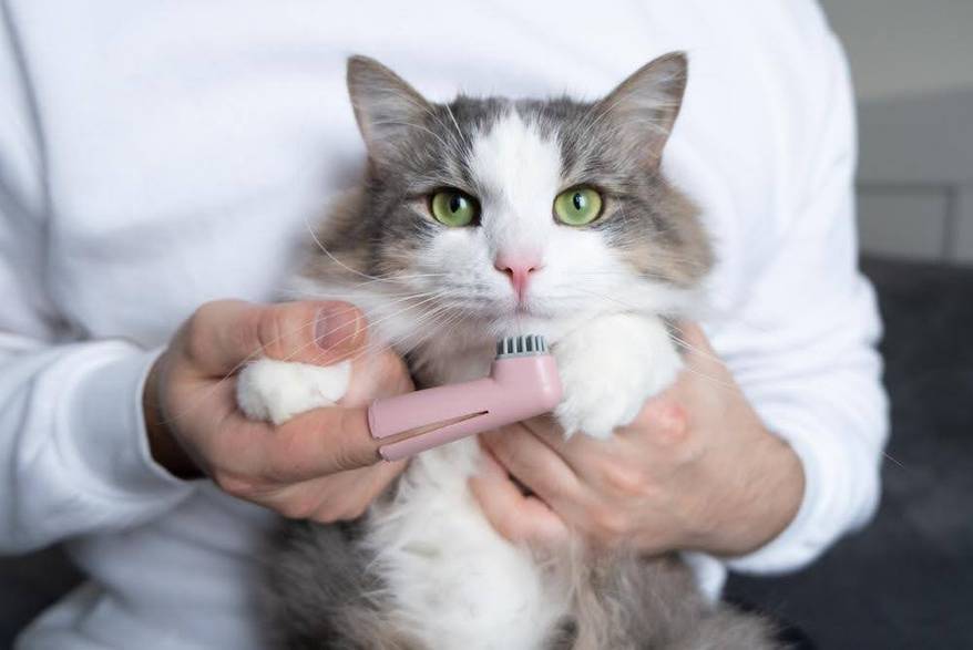 Brushing a cat's teeth
