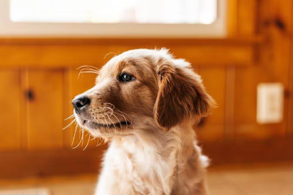cute golden retriever puppy