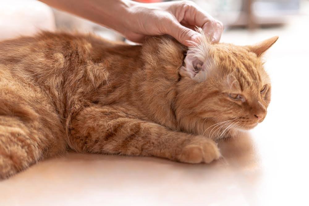 orange cat's ear being inspected by owner