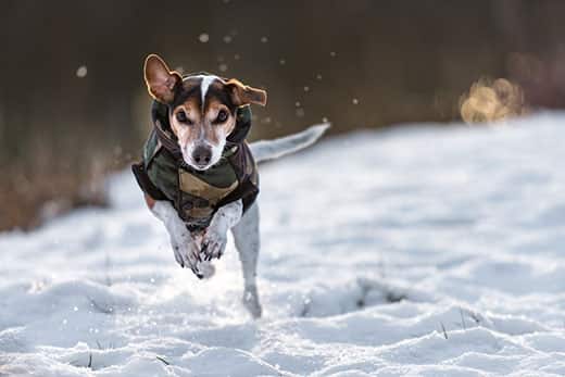 Jack Russell terrier in a winter coat sprints across a filled-filled meadow.
