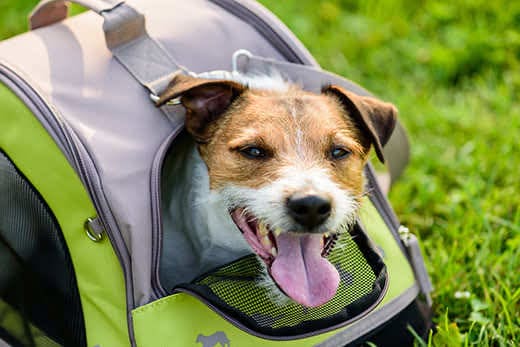 Scruffy looking Jack Russell terrier poking head out of green mesh dog backpack.