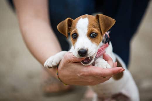 Jack Russell terrier puppy nipping at a human hand