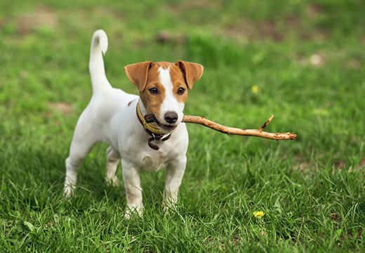 jack-russell-puppy-with-stick-in-grass-SW Jack Russell puppy with stick in mouth standing in grass.