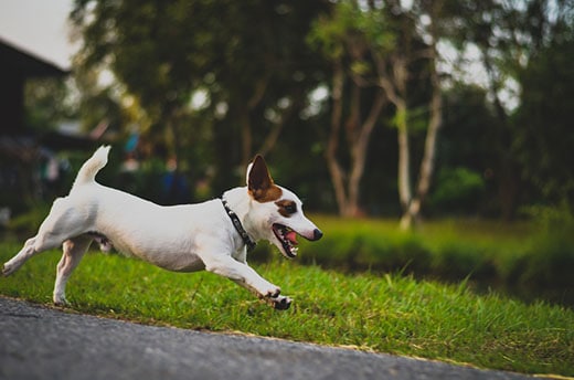 jack-russell-running-down-paved-path-SW Jack Russell terrier in collar running down a paved path.