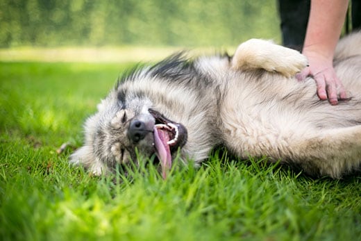 keeshond-getting-belly-rub-in-grass-SW A Keeshond dog lying in the grass receiving a belly rub