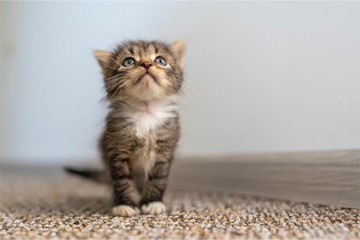 Kitten at home Kitten at home