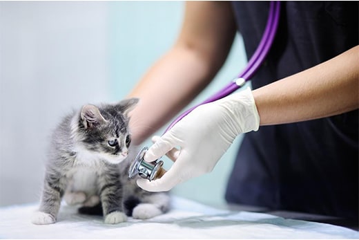 Kitten being examined by a vet Kitten being examined by a vet