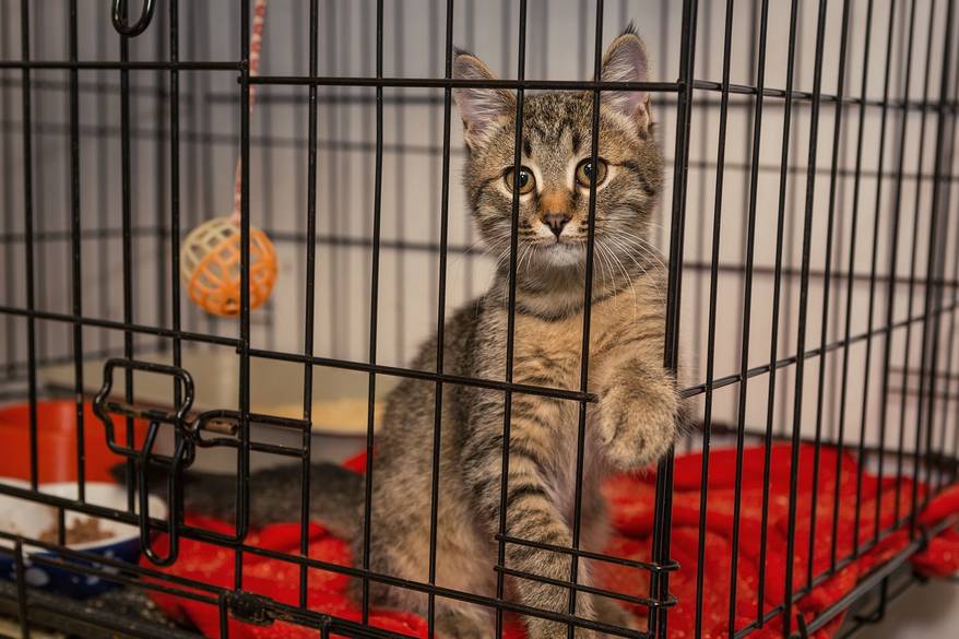 kitten-in-cage Little kitten in the shelter elegantly posing in a cage