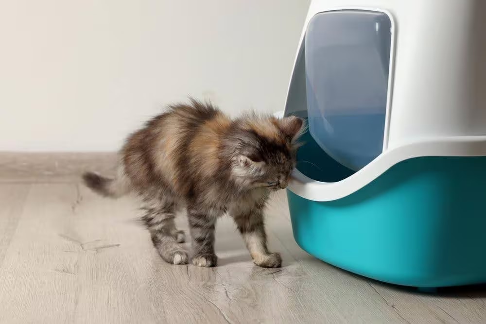 kitten using litter box