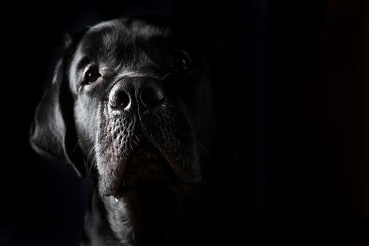 Closeup portrait of black Labrador dog on black background