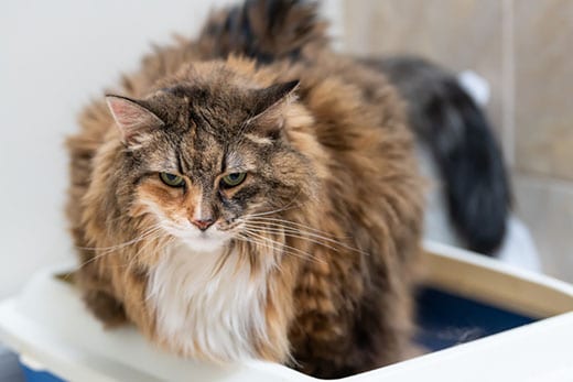 A Maine coon using litter tray.