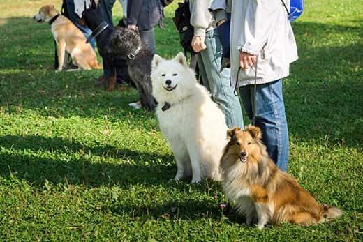 multiple-dogs-seated-in-front-of-owners A group of dogs sitting near their trainers in a dog school.