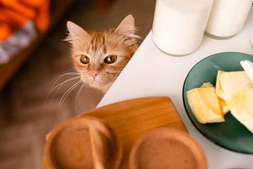 Orange kitten looks up at table that has a plat of cheese on it.