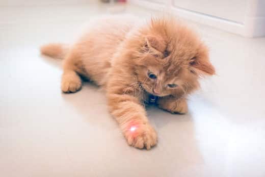 Orange kitten plays with a red laser pointer dot on their paw.