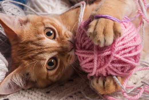 Orange kitten playing with a pink ball of yarn.