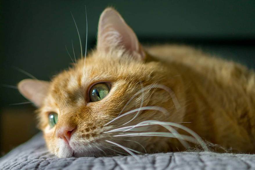 orange-tabby-cat-lying-on-bedspread-SW Orange tabby cat with green eyes flopped on a bedspread